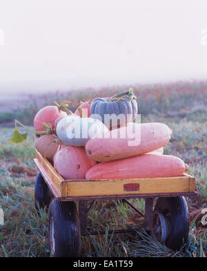 pumpkins and gourds in wagon Stock Photo
