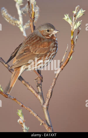 Fox Sparrow - Passerella iliaca Stock Photo