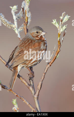 Fox Sparrow - Passerella iliaca Stock Photo