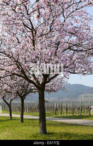 Flowering almond tree Stock Photo