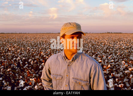 Agriculture - A farmer looks out across his harvest stage high yield cotton crop at sunset / Mississippi, USA. Stock Photo