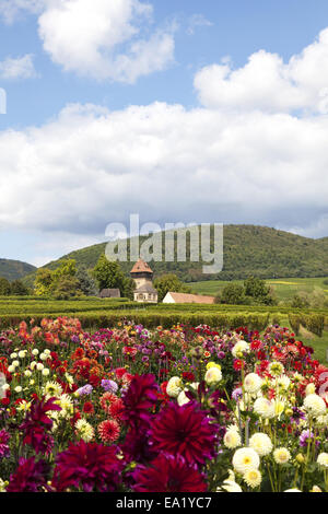 Dahlias in bloom Stock Photo - Alamy