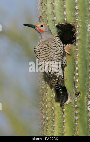 Gilded Flicker - Colaptes chrysoides - male Stock Photo