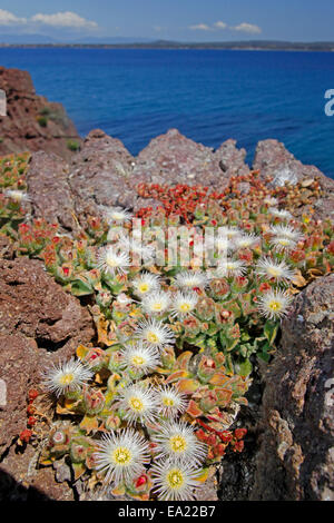 Common ice plant or crystalline iceplant (Mesembryanthemum crystallinum) on the cliff Stock Photo