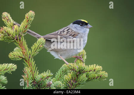 Golden-crowned Sparrow - Zonotrichia atricapilla - breeding adult Stock Photo