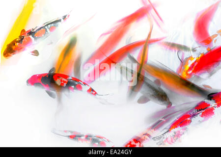 Koi Fish Swimming in Pond Abstract Stock Photo