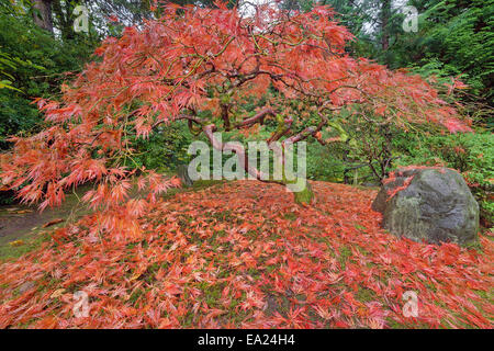 Japanese Lace Leaf Maple Tree Fall Foliage Colors at the Portland Japanese Garden in Autumn Stock Photo