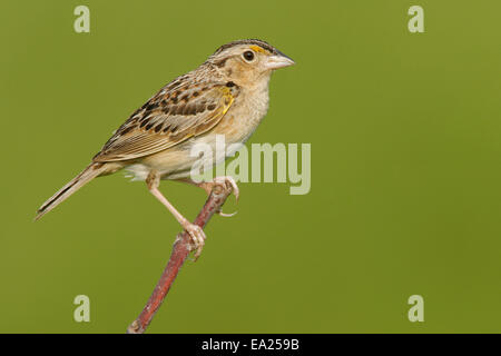 Grasshopper Sparrow - Ammodramus savannarum Stock Photo