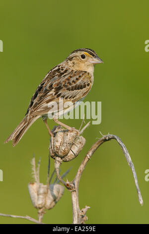 Grasshopper Sparrow - Ammodramus savannarum Stock Photo