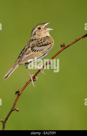 Grasshopper Sparrow - Ammodramus savannarum Stock Photo