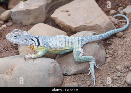 Eastern collared lizard, Crotaphytus collaris, native to North America Stock Photo