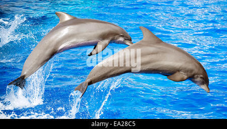 Two dolphins jumping in clear blue sea. Stock Photo