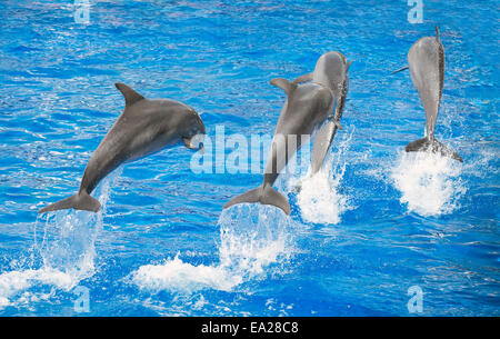 Four dolphins jumping in clear blue sea. Stock Photo
