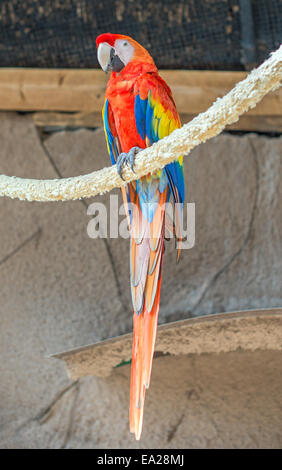 Parrot sitting on branch in national park. Stock Photo