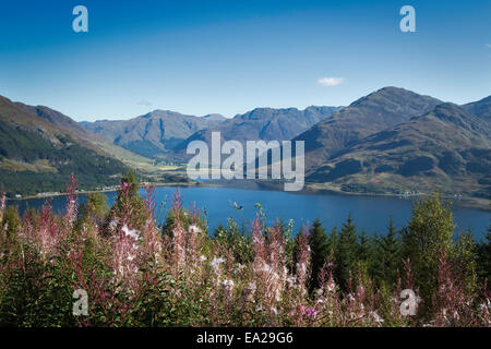 Rosebay Willow Herb with the Sound of Sleat and Glenelg in the background, Wester Ross, Scotland Stock Photo