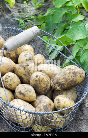 Basket with fresh, yellow potatoes Stock Photo