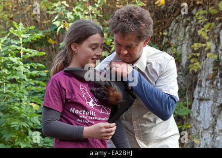 man trying to make a flying fox move to a girl at the bat centre 'Noctalis', Bad Segeberg, Schleswig-Holstein, Germany Stock Photo