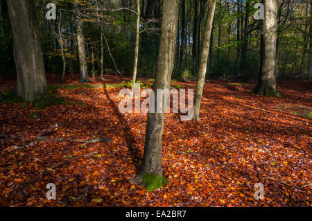 Buckinghamshire, UK.  5th November, 2014. UK Weather. Autumn comes to Burnham Beeches, a Site of Special Scientific Interest (SSSI), a National Nature Reserve (NNR) and European Special Area of Conservation (SAC).  SSSIs and NNRs are protected under British law and SACs are also protected under the European Community's Habitats Directive.  Owned by the City of London Corporation since 1880, The Beeches cover 220 hectares and are noted for ancient beech and oak pollards. Credit:  Stephen Chung/Alamy Live News Stock Photo