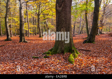 Buckinghamshire, UK.  5th November, 2014. UK Weather. Autumn comes to Burnham Beeches, a Site of Special Scientific Interest (SSSI), a National Nature Reserve (NNR) and European Special Area of Conservation (SAC).  SSSIs and NNRs are protected under British law and SACs are also protected under the European Community's Habitats Directive.  Owned by the City of London Corporation since 1880, The Beeches cover 220 hectares and are noted for ancient beech and oak pollards. Credit:  Stephen Chung/Alamy Live News Stock Photo