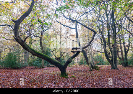 Buckinghamshire, UK.  5th November, 2014. UK Weather. Autumn comes to Burnham Beeches, a Site of Special Scientific Interest (SSSI), a National Nature Reserve (NNR) and European Special Area of Conservation (SAC).  SSSIs and NNRs are protected under British law and SACs are also protected under the European Community's Habitats Directive.  Owned by the City of London Corporation since 1880, The Beeches cover 220 hectares and are noted for ancient beech and oak pollards. Credit:  Stephen Chung/Alamy Live News Stock Photo