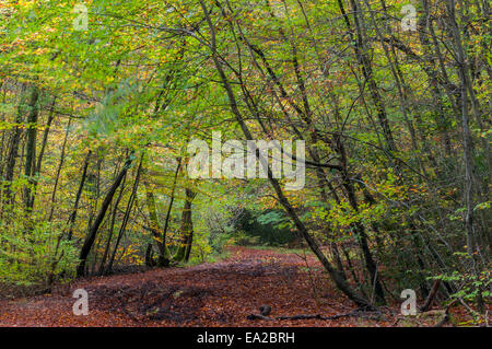 Buckinghamshire, UK.  5th November, 2014. UK Weather. Autumn comes to Burnham Beeches, a Site of Special Scientific Interest (SSSI), a National Nature Reserve (NNR) and European Special Area of Conservation (SAC).  SSSIs and NNRs are protected under British law and SACs are also protected under the European Community's Habitats Directive.  Owned by the City of London Corporation since 1880, The Beeches cover 220 hectares and are noted for ancient beech and oak pollards. Credit:  Stephen Chung/Alamy Live News Stock Photo