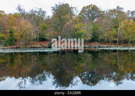 Buckinghamshire, UK.  5th November, 2014. UK Weather. Autumn comes to Burnham Beeches, a Site of Special Scientific Interest (SSSI), a National Nature Reserve (NNR) and European Special Area of Conservation (SAC).  SSSIs and NNRs are protected under British law and SACs are also protected under the European Community's Habitats Directive.  Owned by the City of London Corporation since 1880, The Beeches cover 220 hectares and are noted for ancient beech and oak pollards. Credit:  Stephen Chung/Alamy Live News Stock Photo