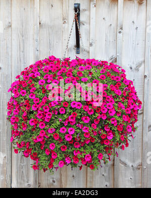 A Round Hanging Basket of Dark Pink Petunias Stock Photo