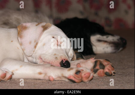 Sleeping dogs Stock Photo