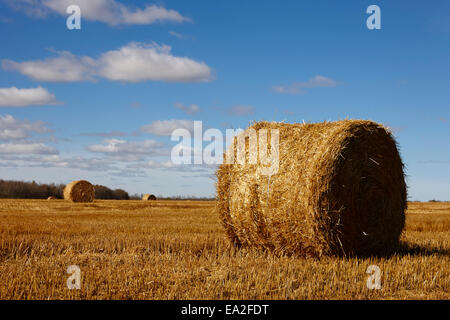 rolled hay bales on the prairies after harvest Saskatchewan Canada Stock Photo