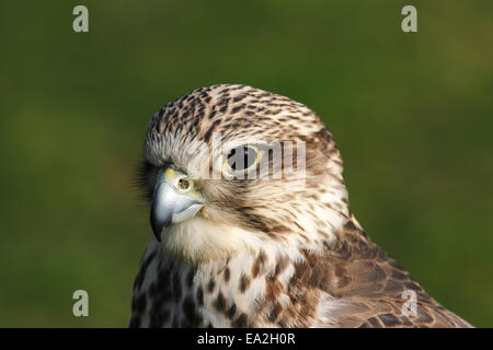 Close up of a Saker Falcon Stock Photo