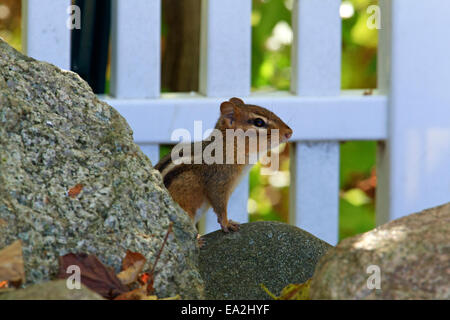 Eastern chipmunk (Tamias striatus) in a home backyard. Stock Photo