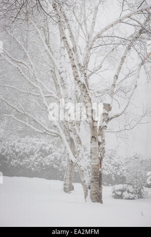 Snow covered birch trees after heavy snowfall in winter Stock Photo