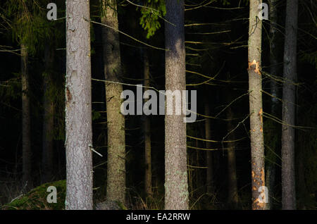 Sunlit tree trunks in a dark and scary coniferous forest Stock Photo