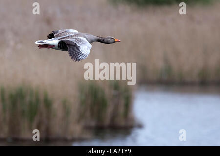 Goose Uk Rspb A Greylag Goose flying into the mere at Fowlmere RSPB Reserve ...