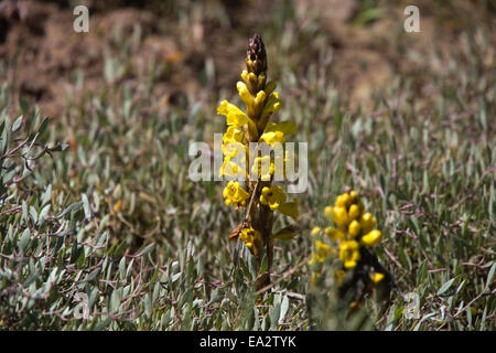 The parasitic Yellow Broomrape growing in the salt marsh at the Ria Formosa Nature Park, Algarve, Portugal. Stock Photo