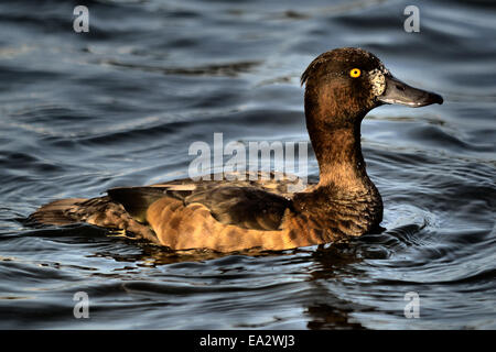 Female Tufted Duck. Stock Photo