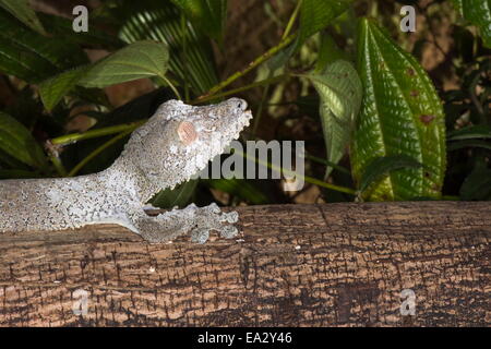 Leaf-tailed gecko (Uroplatus fimbriatus), Madagascar, Africa Stock Photo