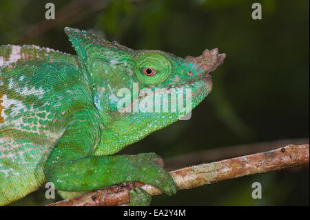 Parson's chameleon (Calumma parsonii), Andasibe-Mantadia National Park, Madagascar, Africa Stock Photo