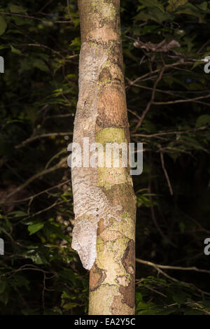 Leaf-tailed Gecko (Uroplatus fimbriatus), Nosy Mangabe, Maroantsera, Madagascar, Africa Stock Photo