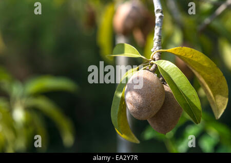 Sapodilla Fruits on a Tree, Thailand | Sapodilla Fruechte am Baum, Thailand Stock Photo
