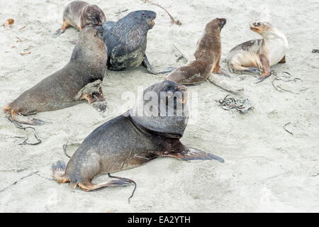 New Zealand Sea Lions (Phocarctos hookeri) at Otago Peninsula, Dunedin, Otago, South Island, New Zealand, Pacific Stock Photo