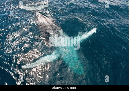 Humpback whale (Megaptera novaeangliae) breaching, Hervey Bay, Queensland, Australia, Pacific Stock Photo