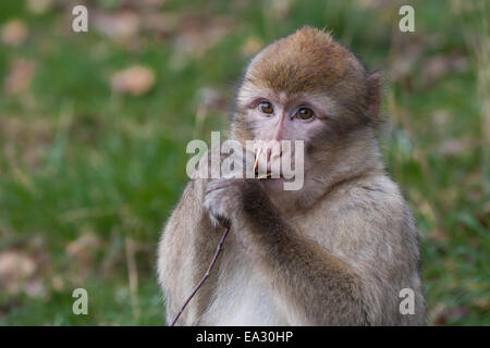 A young barbary macaque chewing on grass Stock Photo