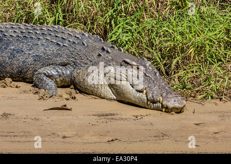 Adult saltwater crocodile (Crocodylus porosus), on the banks of the Daintree River, Daintree rain forest, Queensland, Australia Stock Photo