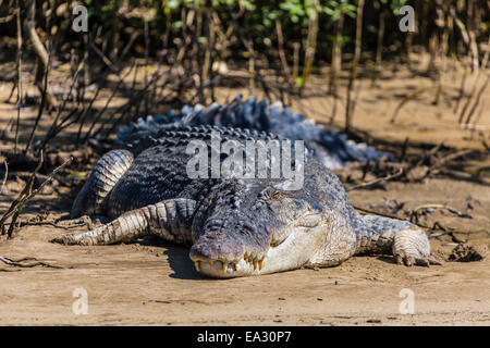 Adult saltwater crocodile (Crocodylus porosus), on the banks of the Daintree River, Daintree rain forest, Queensland, Australia Stock Photo