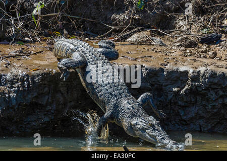 Adult saltwater crocodile (Crocodylus porosus), on the banks of the Daintree River, Daintree rain forest, Queensland, Australia Stock Photo