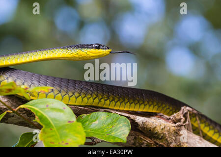 An adult Australian tree snake, on the banks of the Daintree River, Daintree rain forest, Queensland, Australia Stock Photo