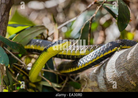 An adult Australian tree snake, on the banks of the Daintree River, Daintree rain forest, Queensland, Australia Stock Photo