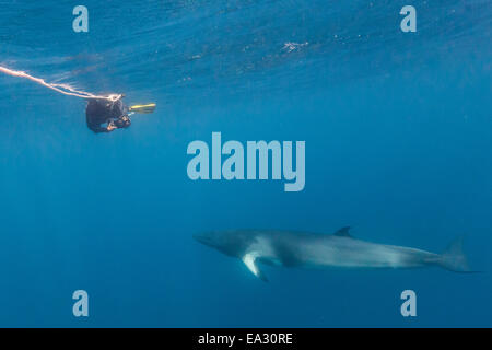 Adult dwarf minke whale (Balaenoptera acutorostrata), with snorkeler, Great Barrier Reef, Queensland, Australia, Pacific Stock Photo