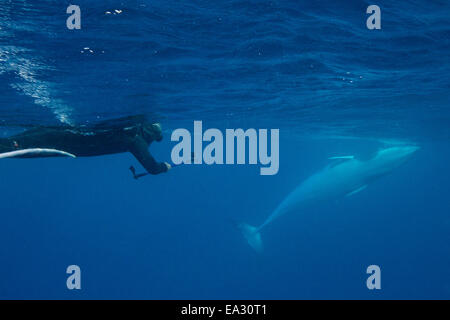 Adult dwarf minke whale (Balaenoptera acutorostrata), underwater with snorkeler, Great Barrier Reef, Queensland, Australia Stock Photo